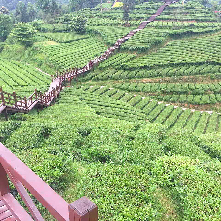 防腐木栈道07